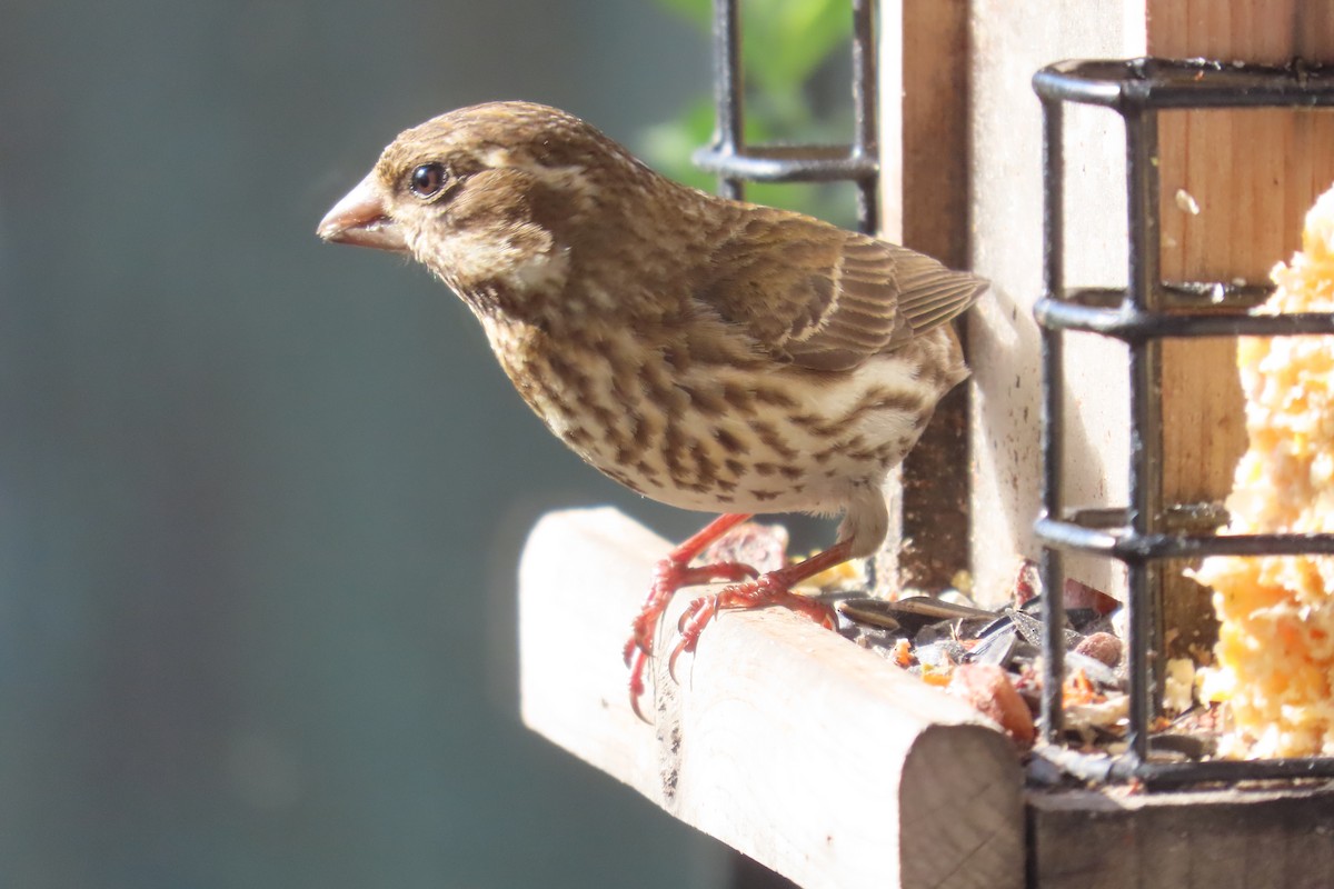 Purple Finch - ML568869851