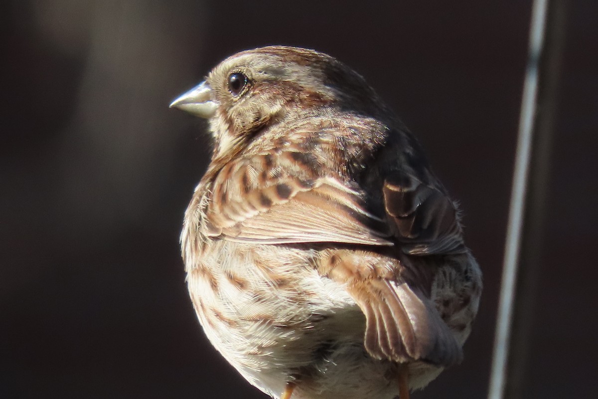 Song Sparrow - ML568870011