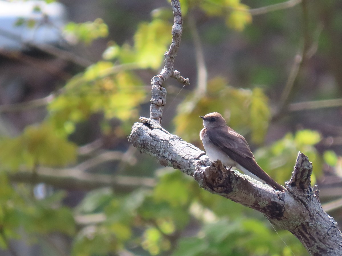 Northern Rough-winged Swallow - ML568870131