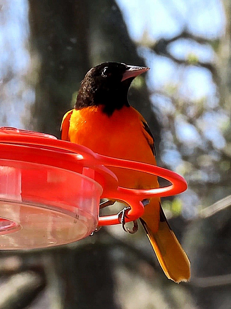 Baltimore Oriole - ML568870181