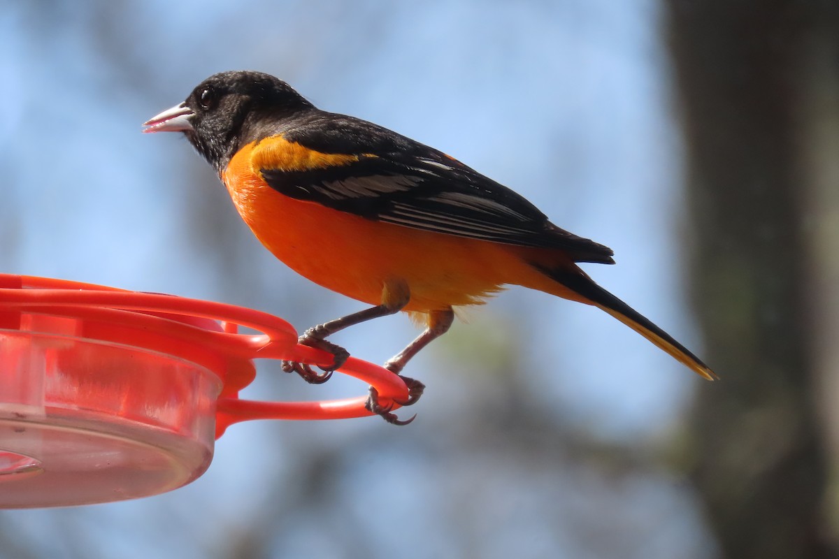 Baltimore Oriole - ML568870191