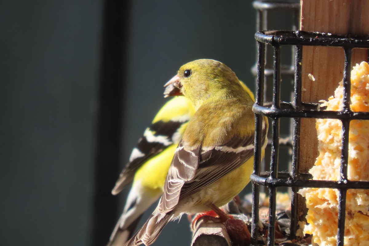 American Goldfinch - ML568870521
