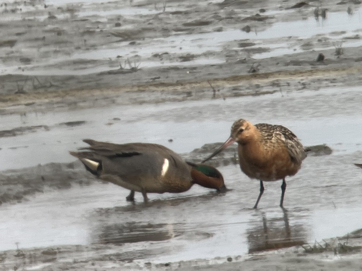 Bar-tailed Godwit - ML568871501