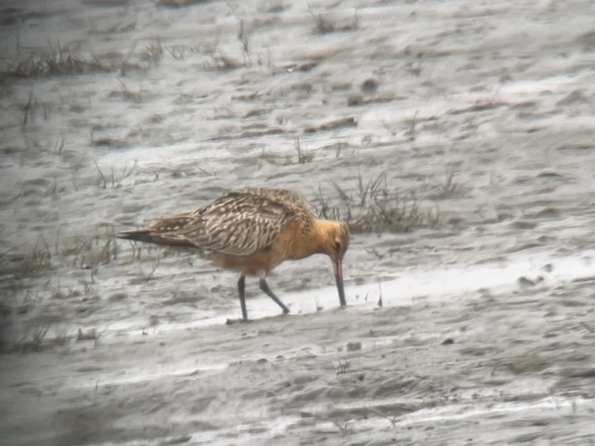 Bar-tailed Godwit - Jonah  Benningfield