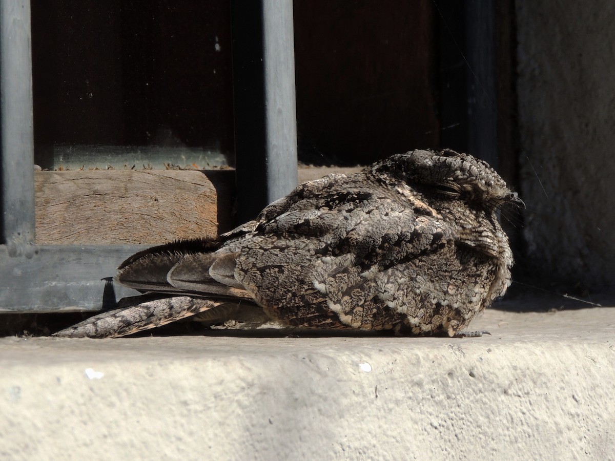 Band-winged Nightjar - Simón Pla García