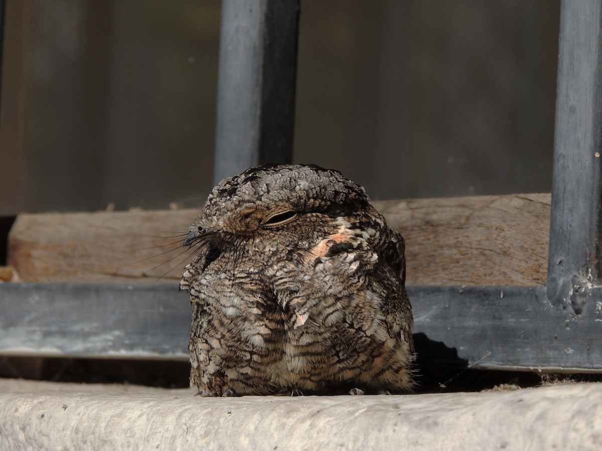 Band-winged Nightjar - Simón Pla García