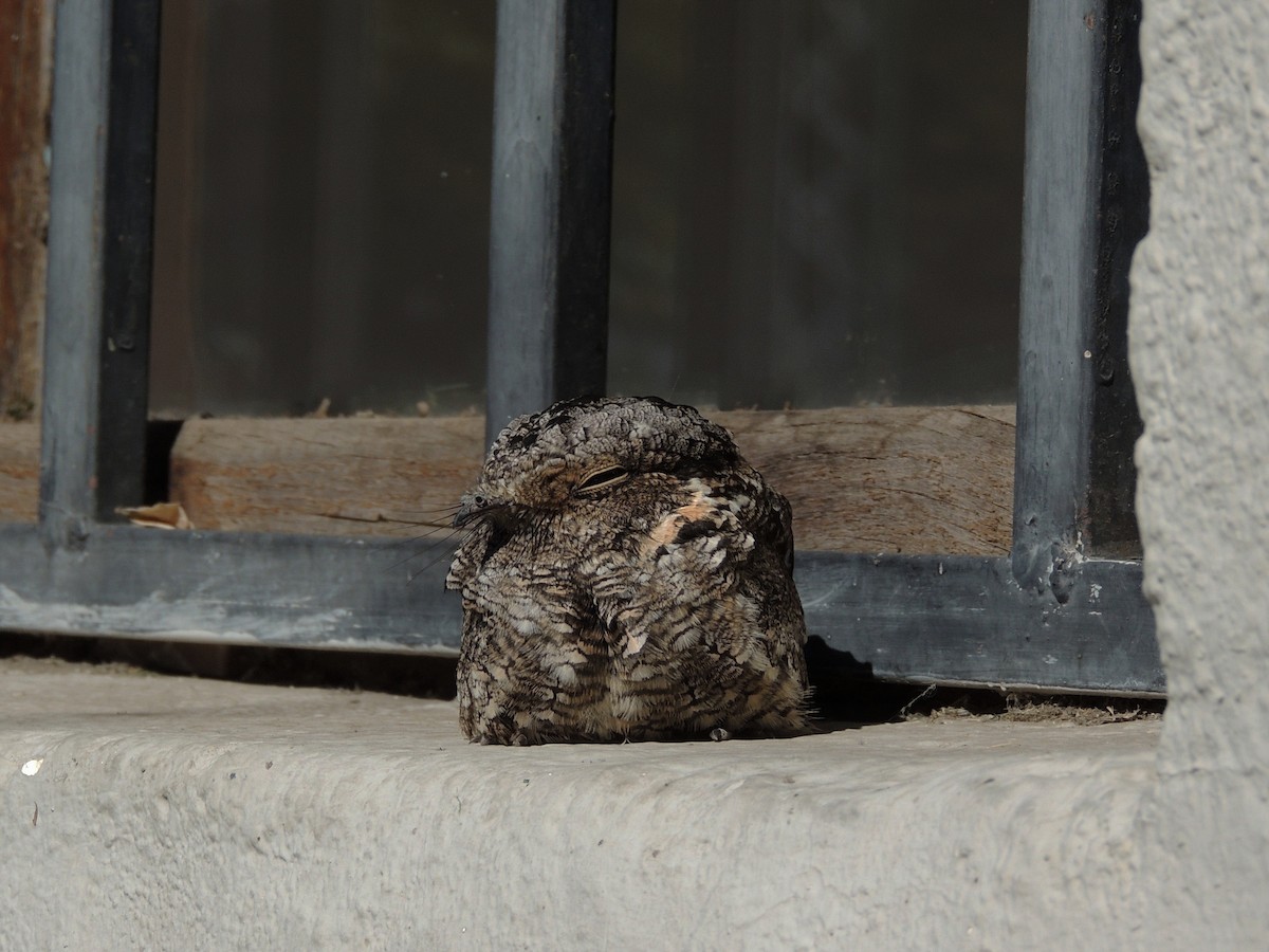 Band-winged Nightjar - ML568871581