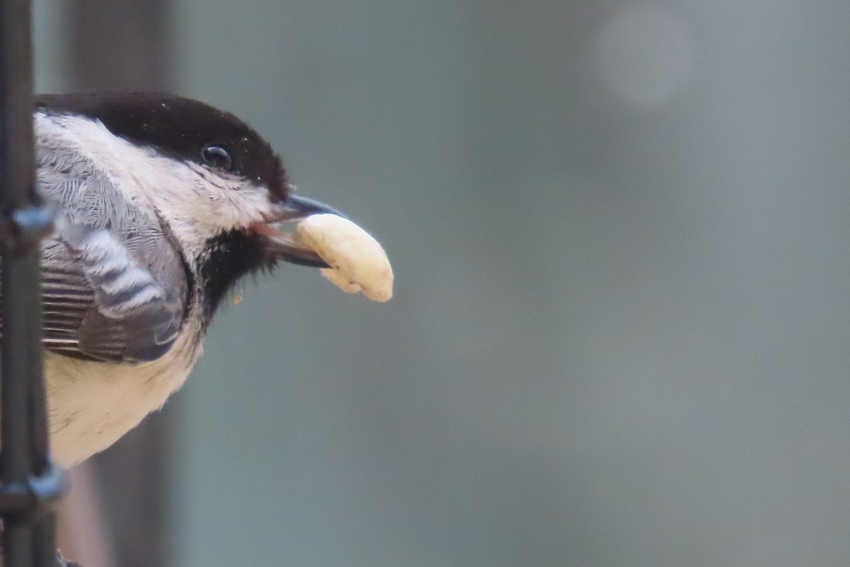 Black-capped Chickadee - ML568871921