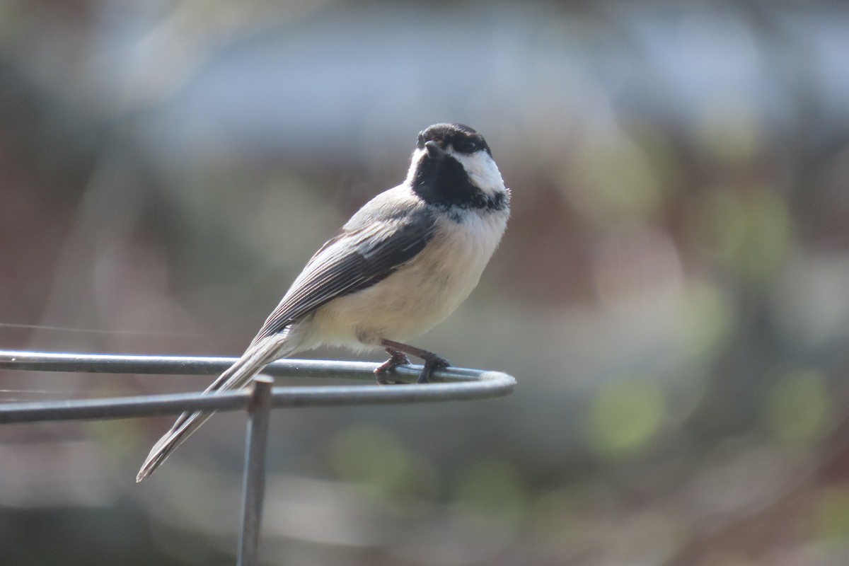 Black-capped Chickadee - ML568871931