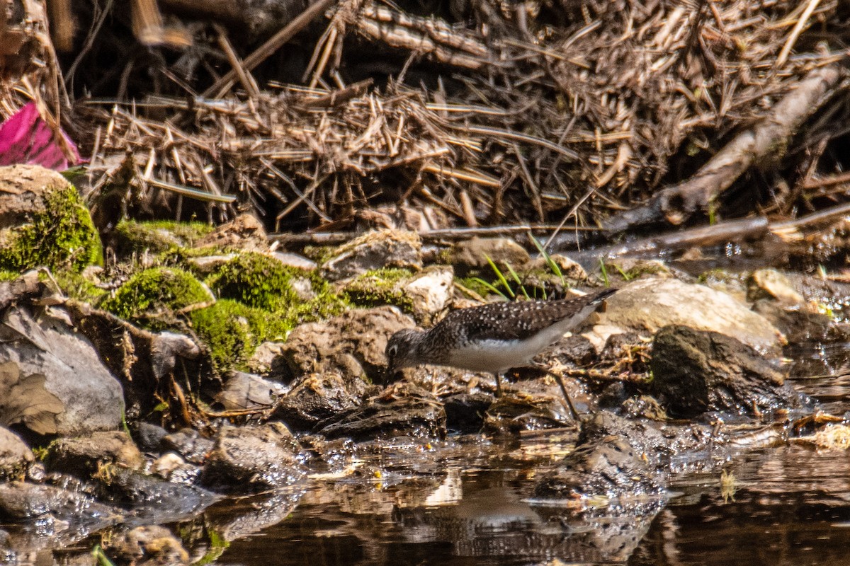 Solitary Sandpiper - ML568871991