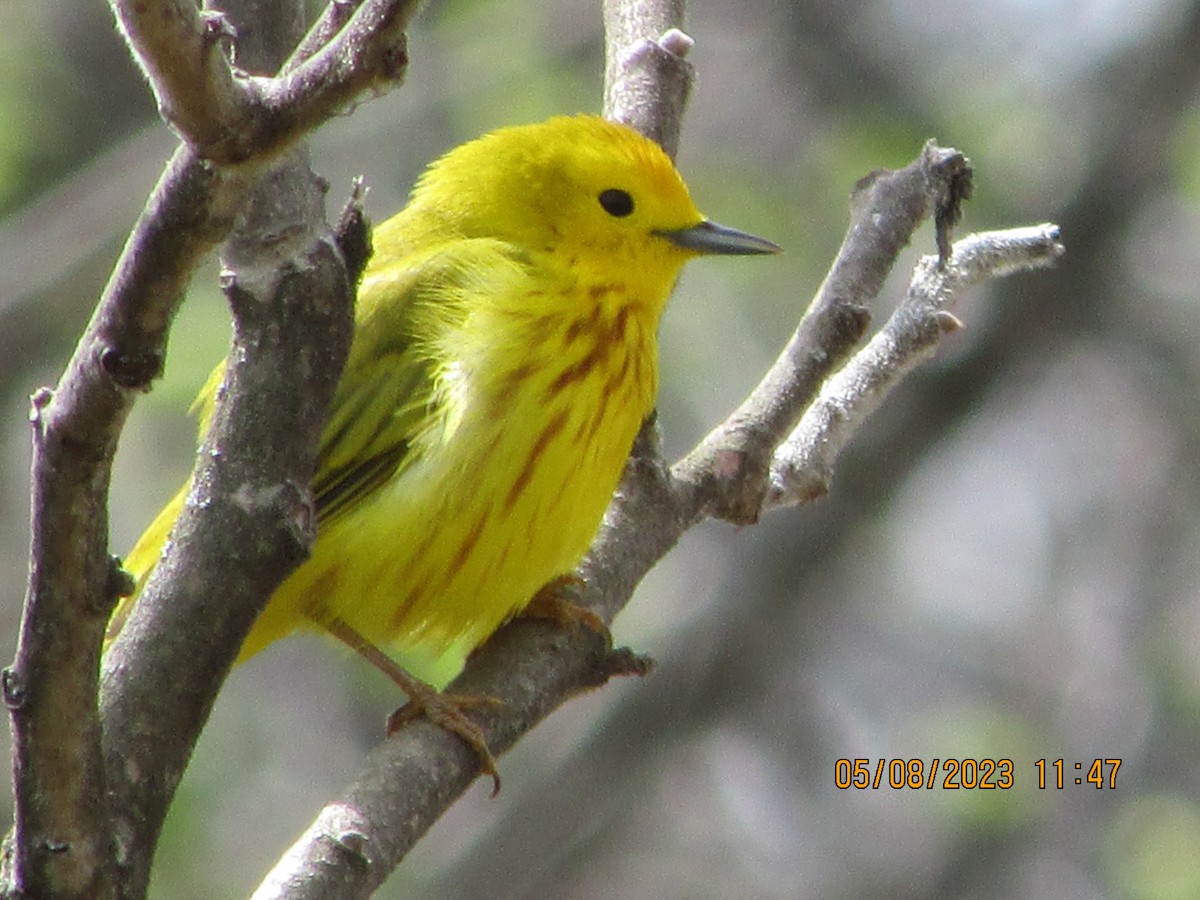 Yellow Warbler - ML568872011
