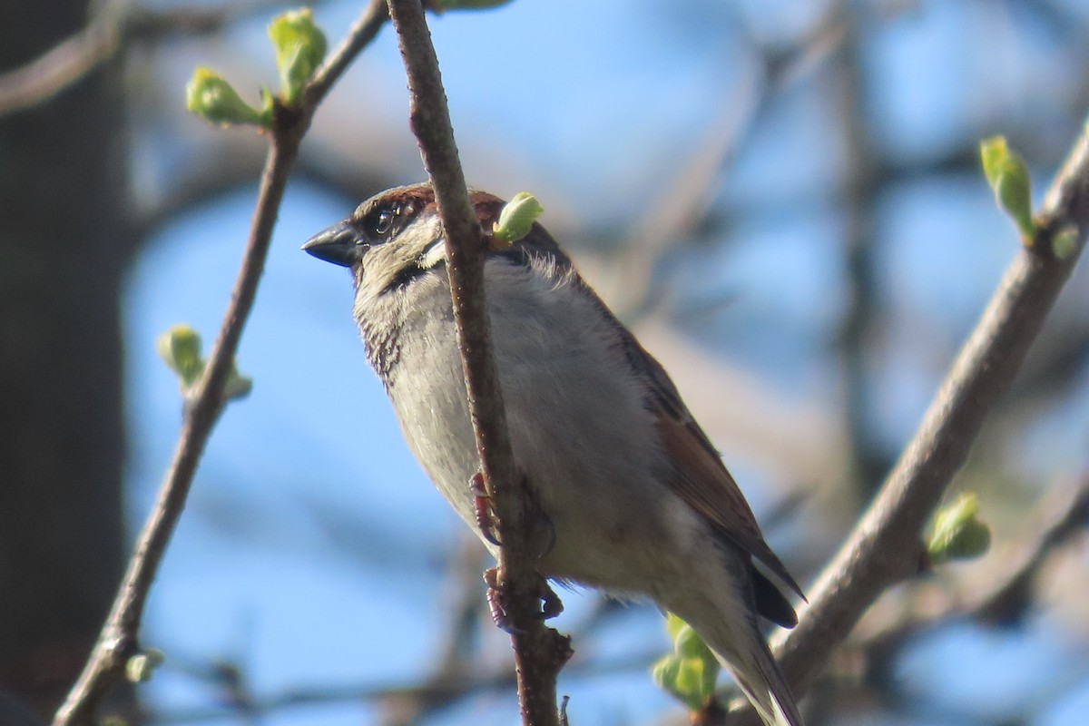 House Sparrow - ML568872901