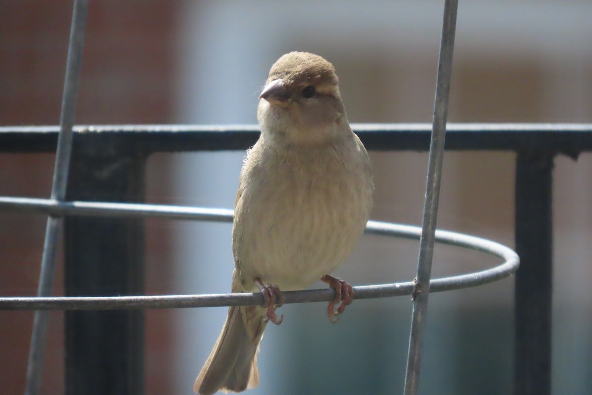 House Sparrow - ML568872911