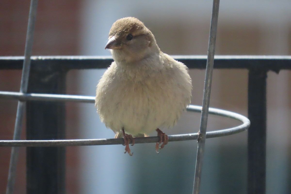House Sparrow - ML568872921