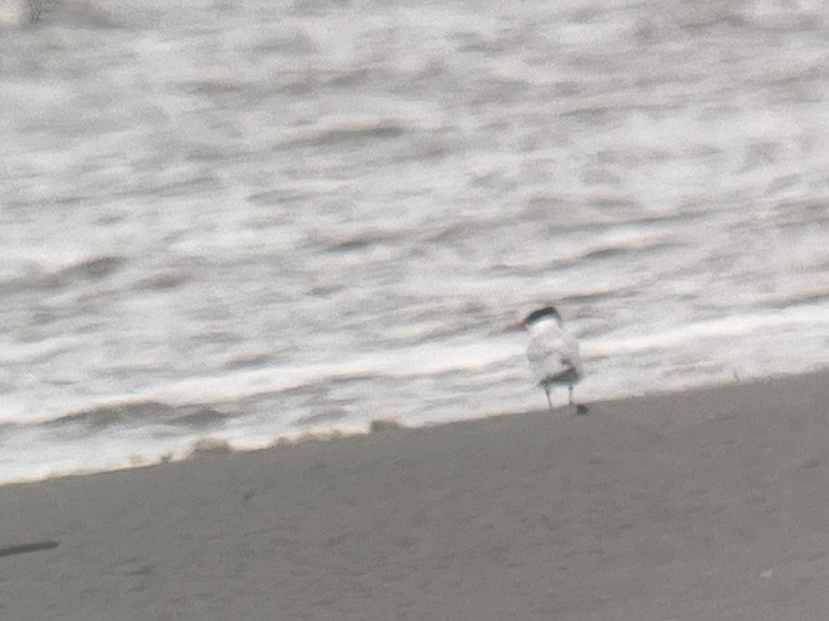 Caspian Tern - ML568873051