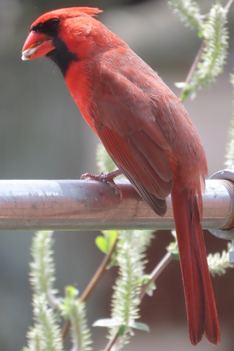 Northern Cardinal - ML568873111