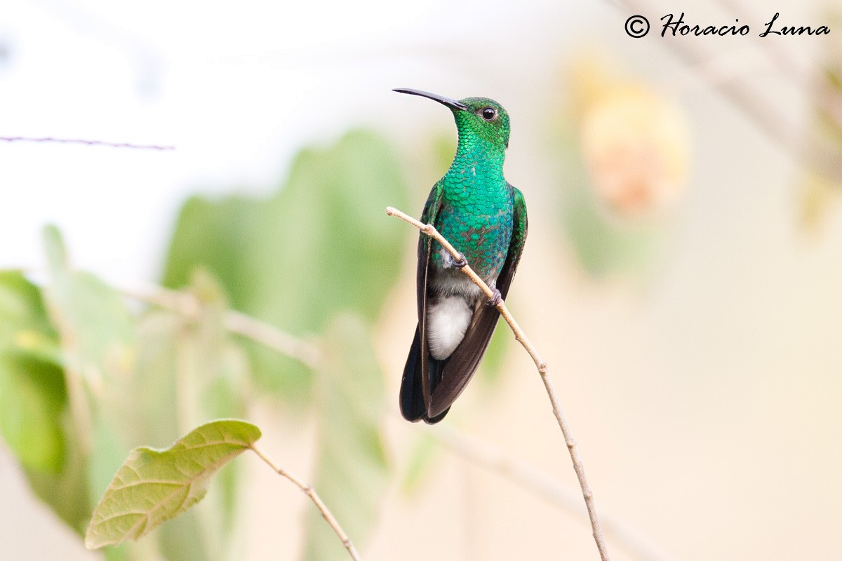 White-vented Plumeleteer - Horacio Luna