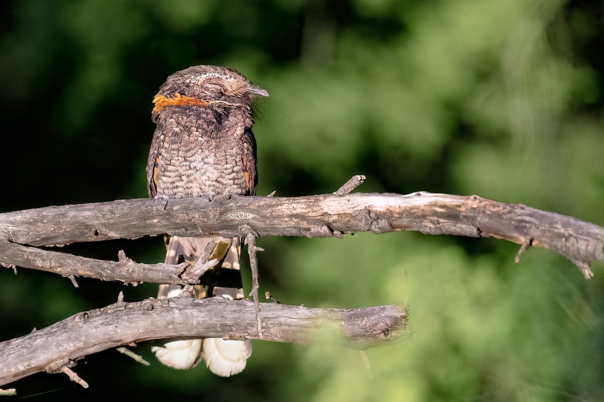 Buff-collared Nightjar - ML568873941