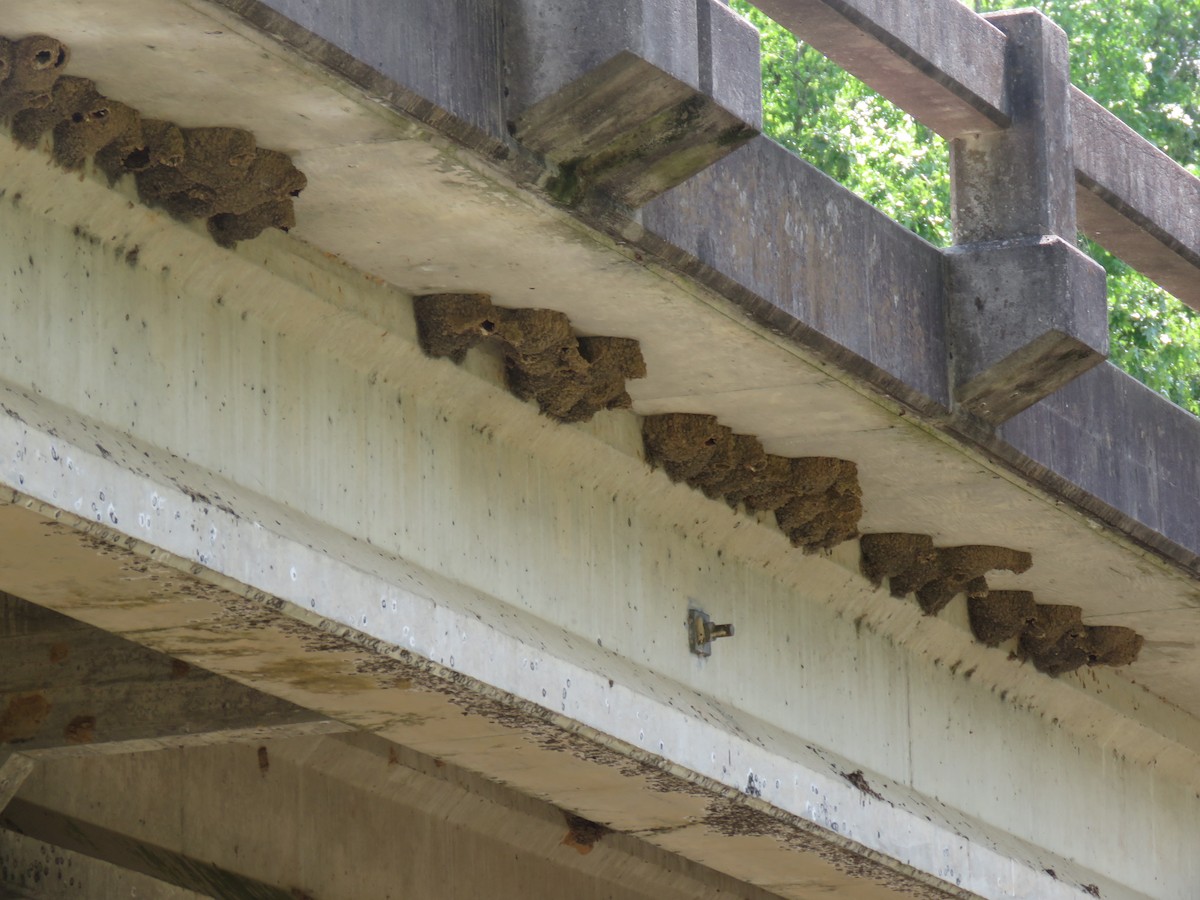 Cliff Swallow - ML568875931