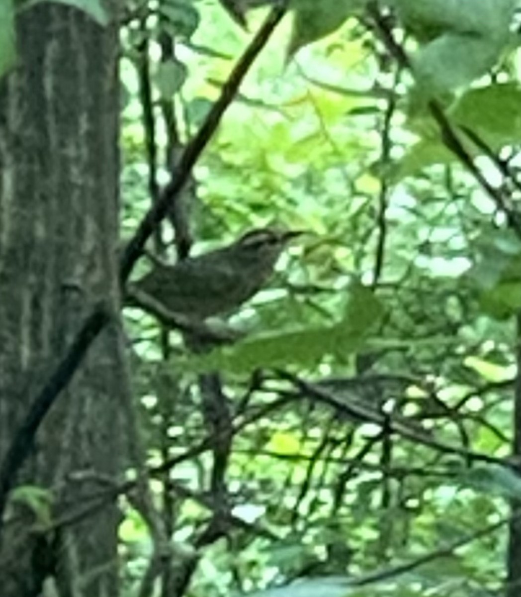 Worm-eating Warbler - ML568876641