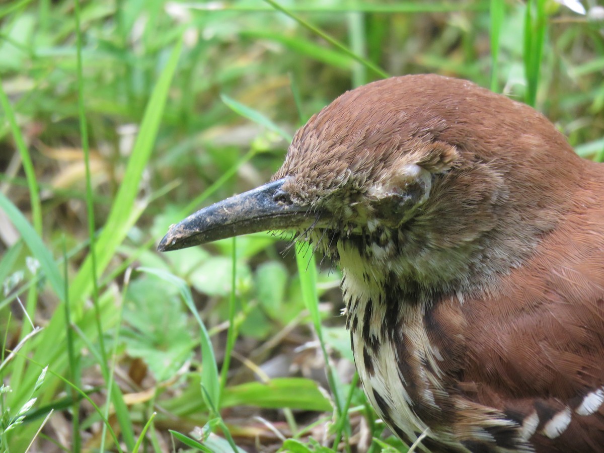 Brown Thrasher - ML568876861
