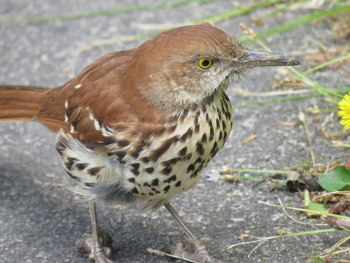 Brown Thrasher - ML568876871