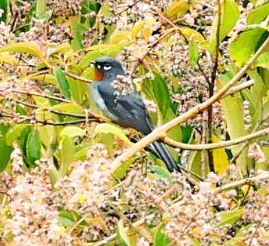 Rufous-throated Solitaire - Maciej  Kotlarski