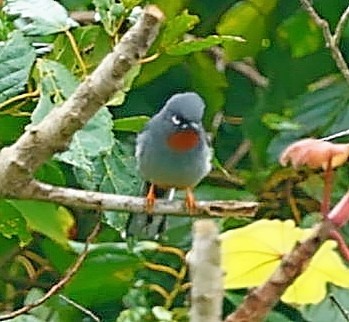 Rufous-throated Solitaire - Maciej  Kotlarski