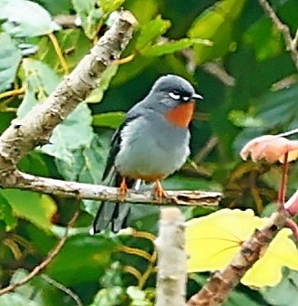 Rufous-throated Solitaire - Maciej  Kotlarski