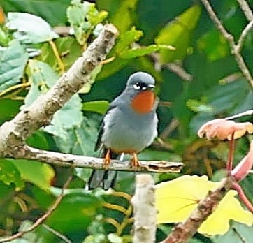 Rufous-throated Solitaire - Maciej  Kotlarski