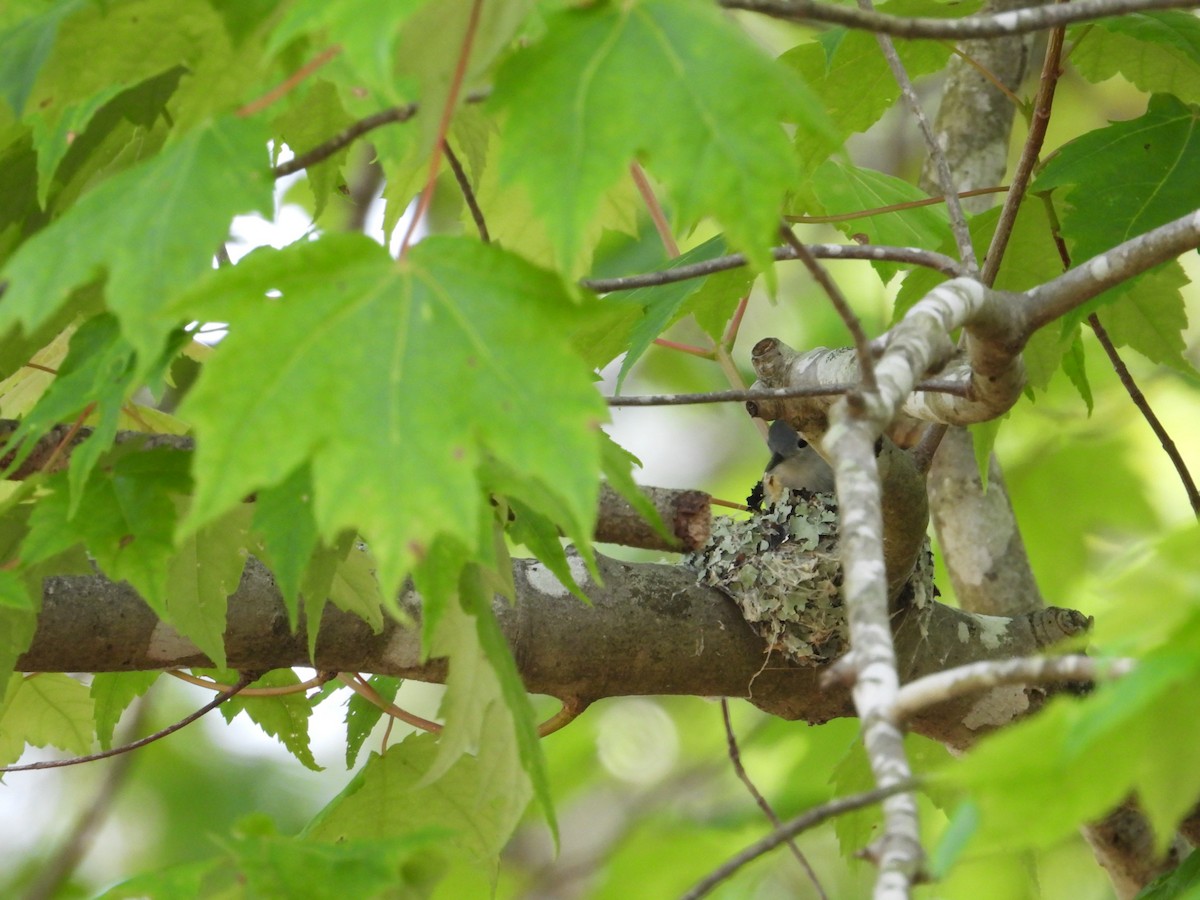Blue-gray Gnatcatcher - ML568878981