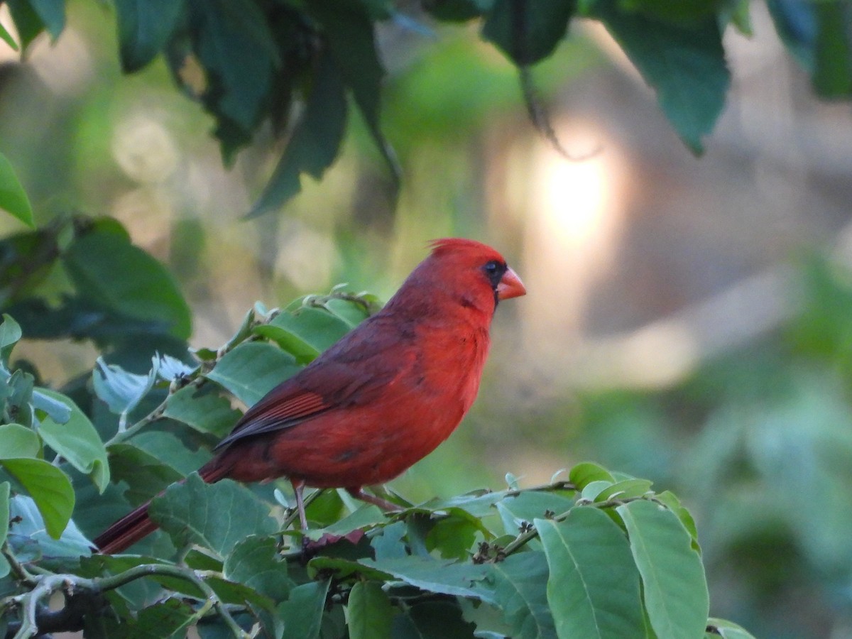 Northern Cardinal - ML568879521