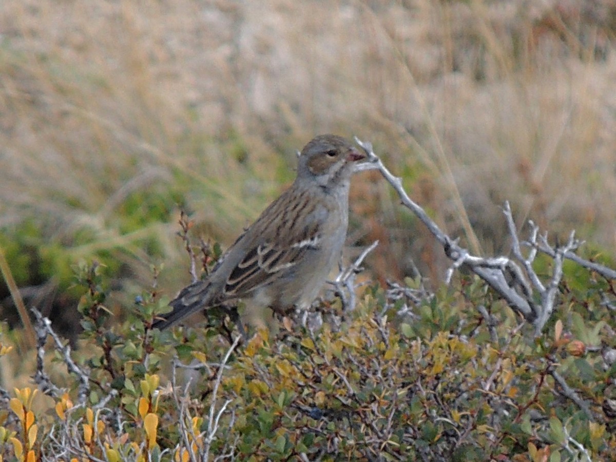 Mourning Sierra Finch - ML568881511