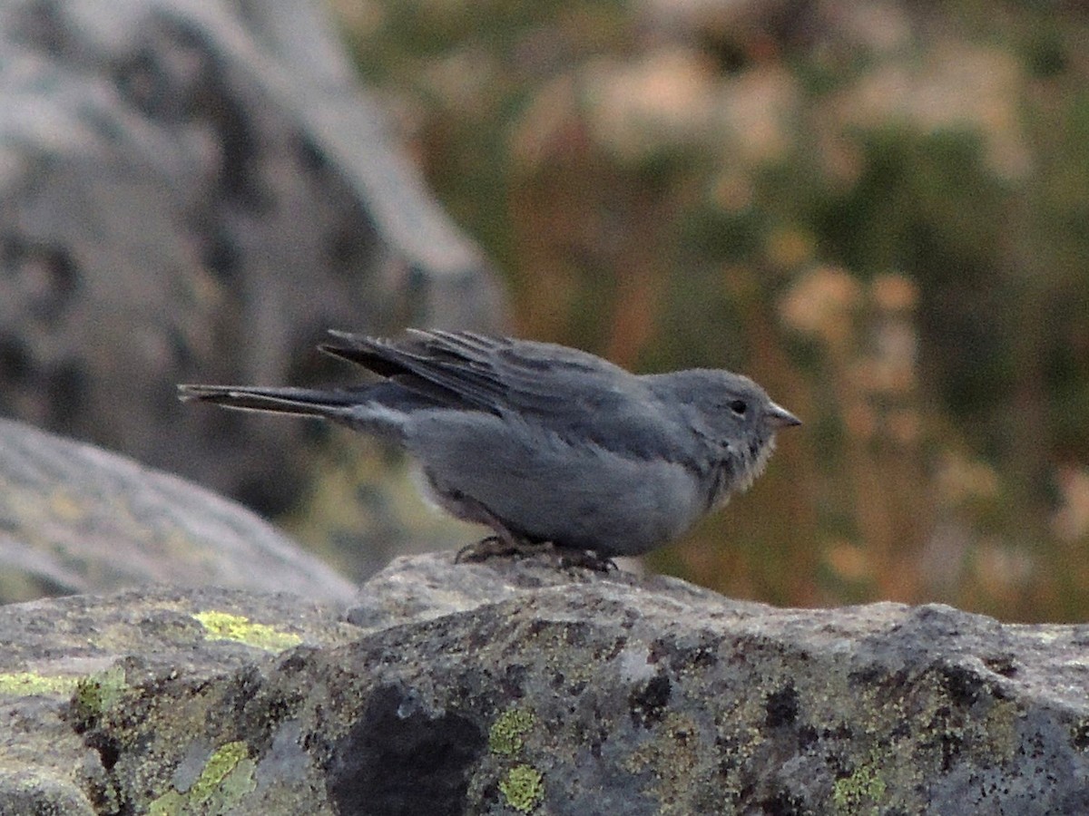 Plumbeous Sierra Finch - ML568881581