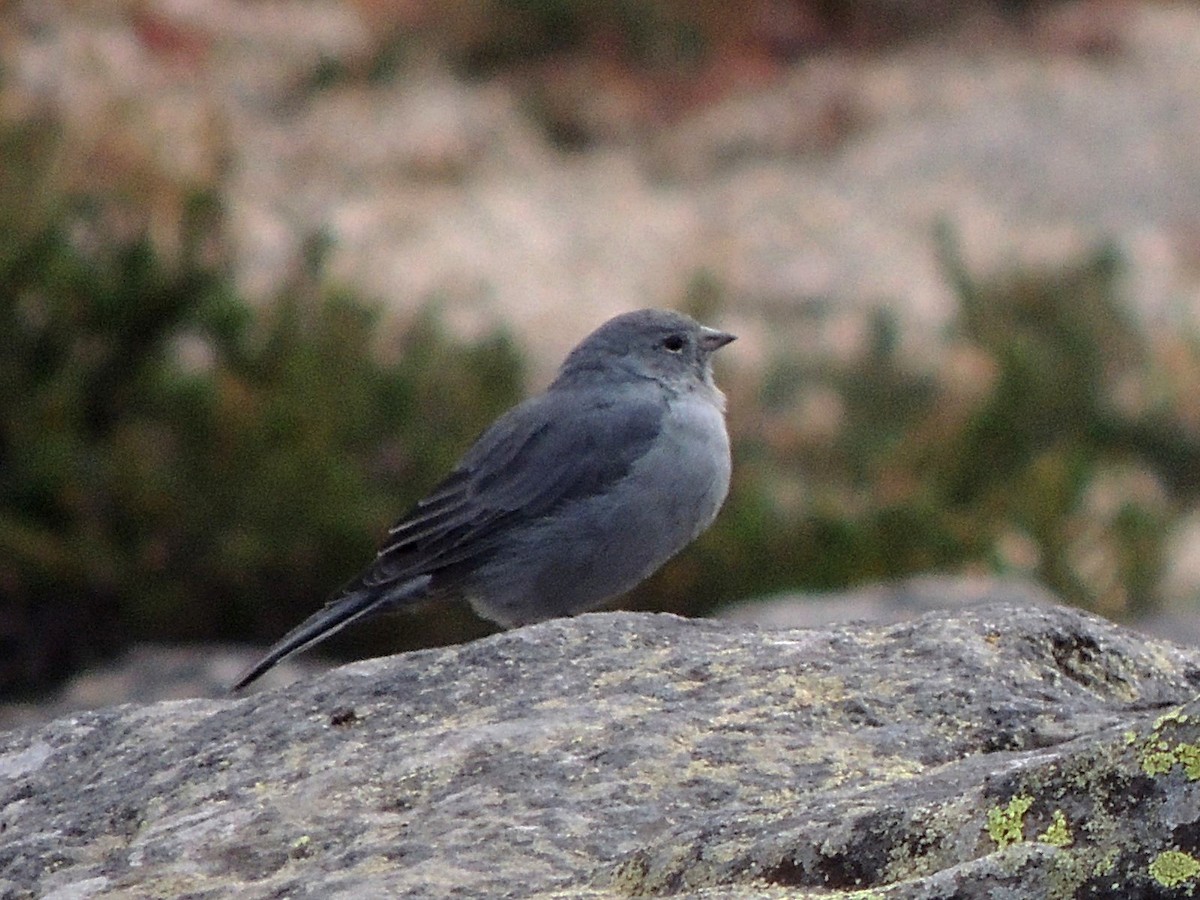 Plumbeous Sierra Finch - ML568881591