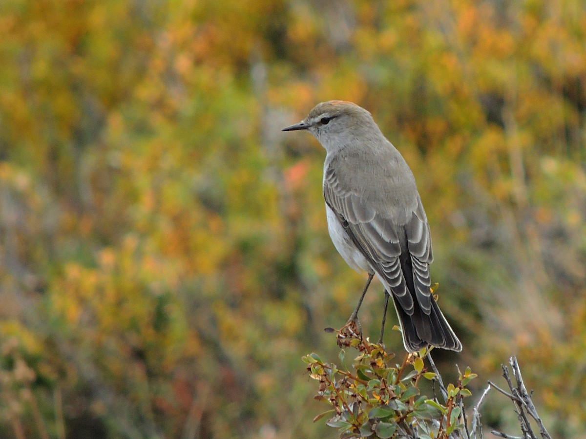 White-browed Ground-Tyrant - ML568881651