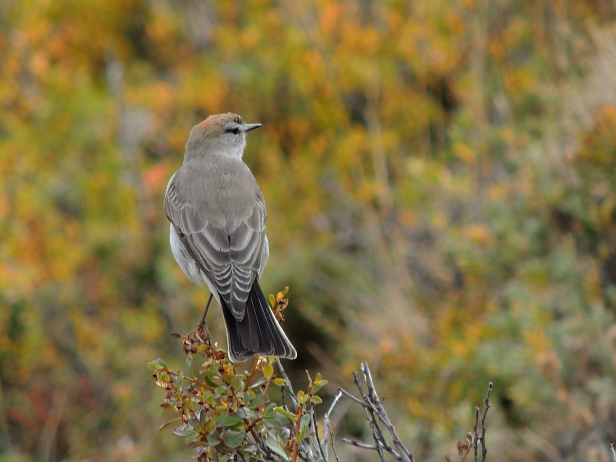 White-browed Ground-Tyrant - ML568881661