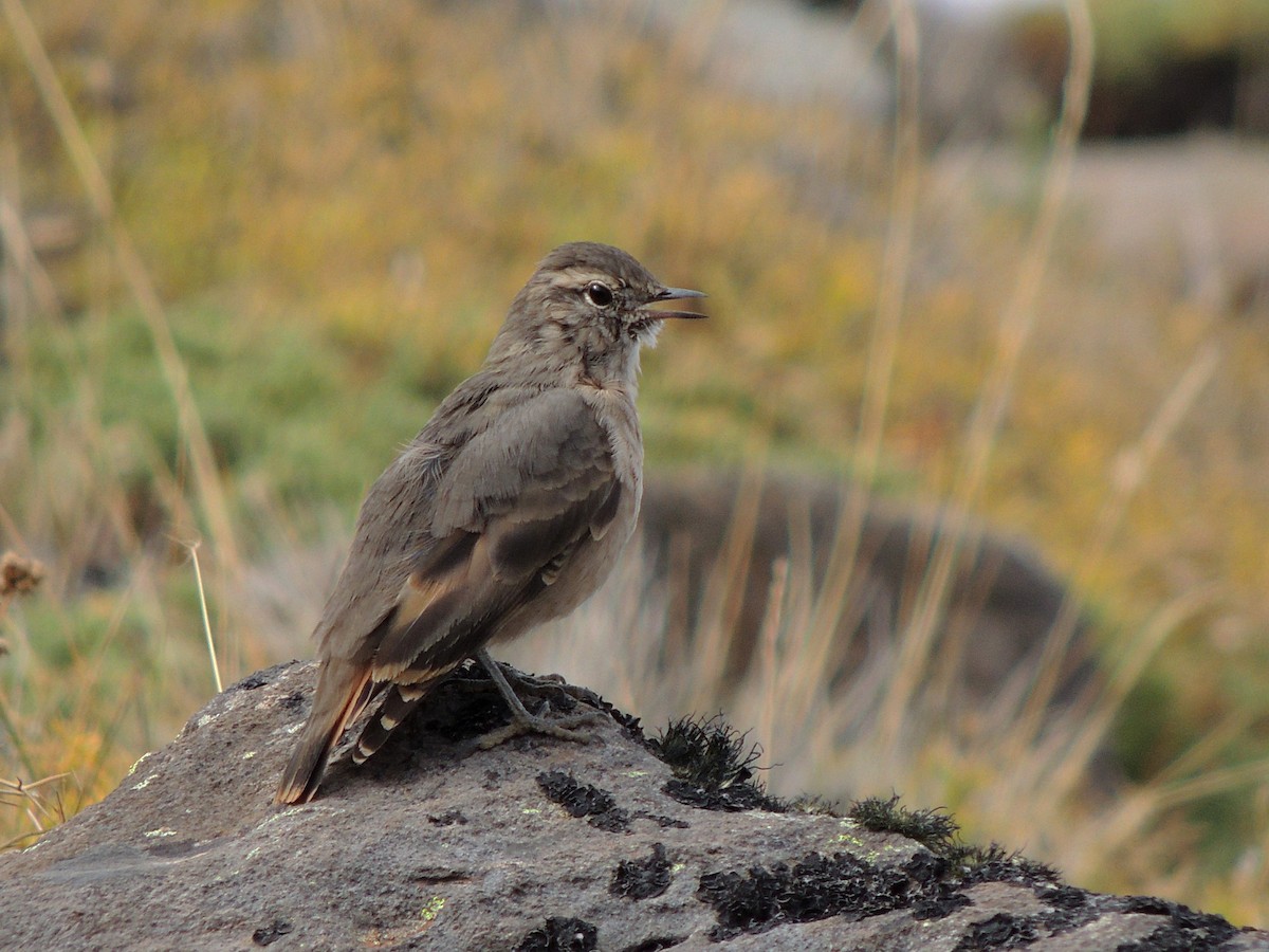Rufous-banded Miner - ML568881751