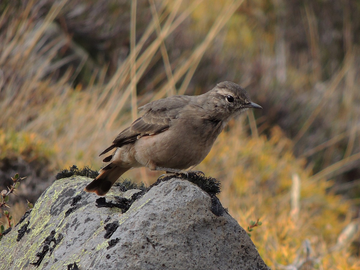 Rufous-banded Miner - ML568881761