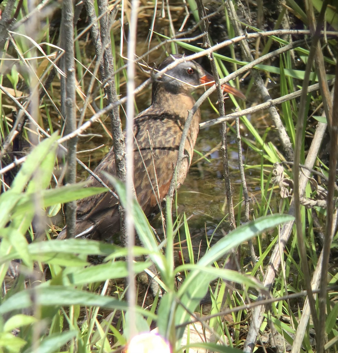 Virginia Rail - ML568882181