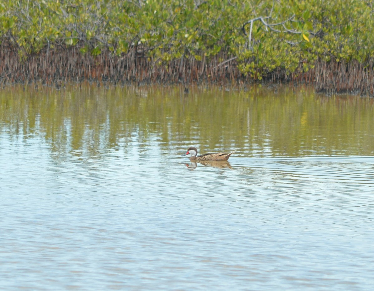 White-cheeked Pintail - ML568882201