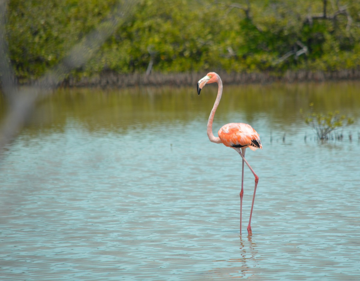 American Flamingo - ML568882221