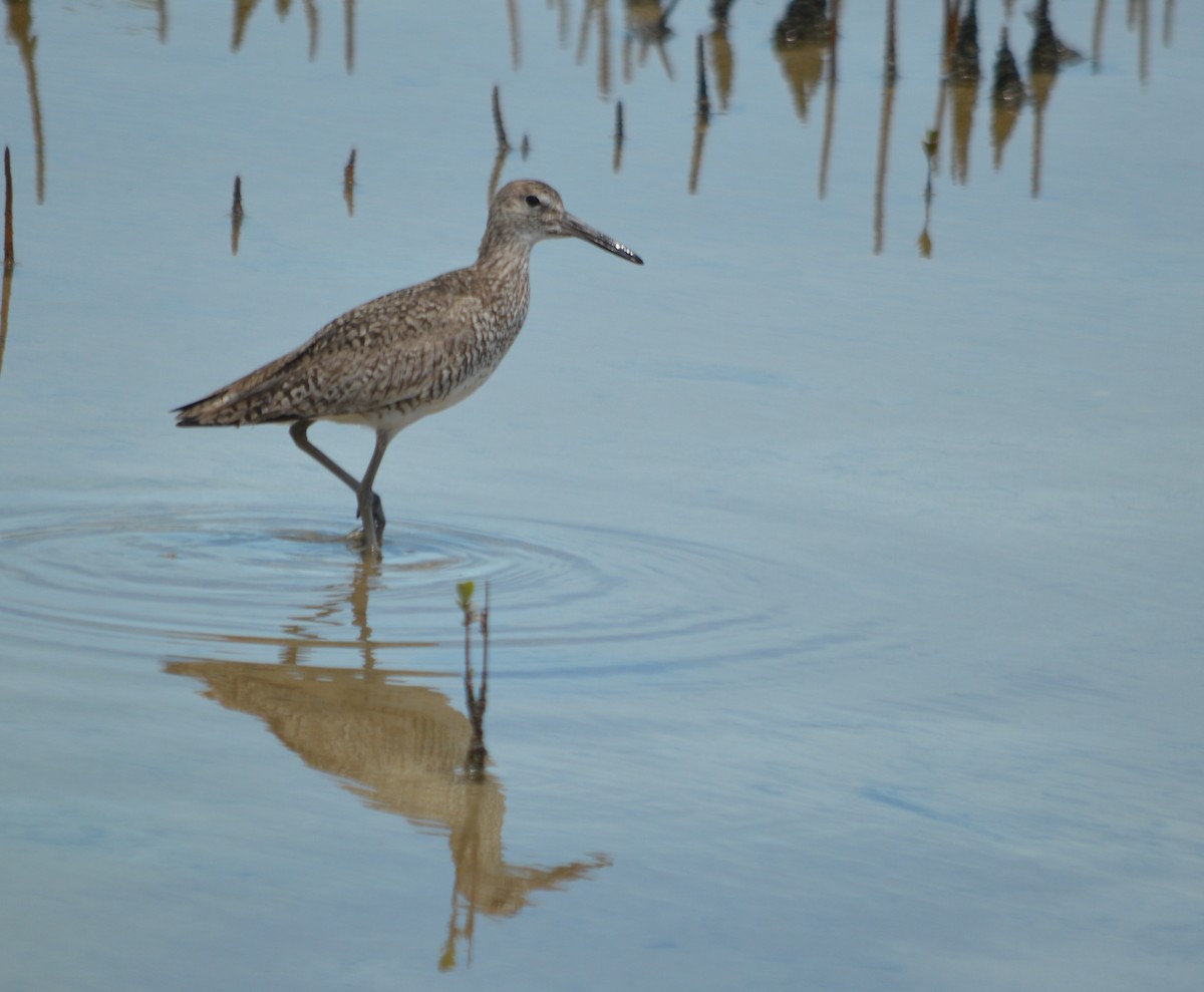 Willet - ML568882371
