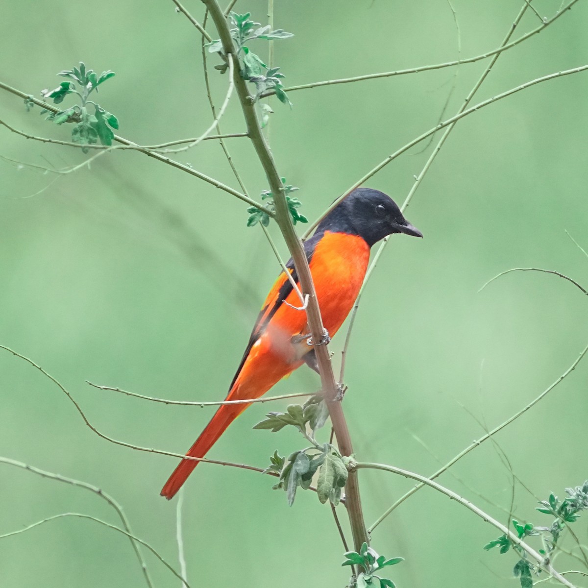 Scarlet Minivet - ML568883761