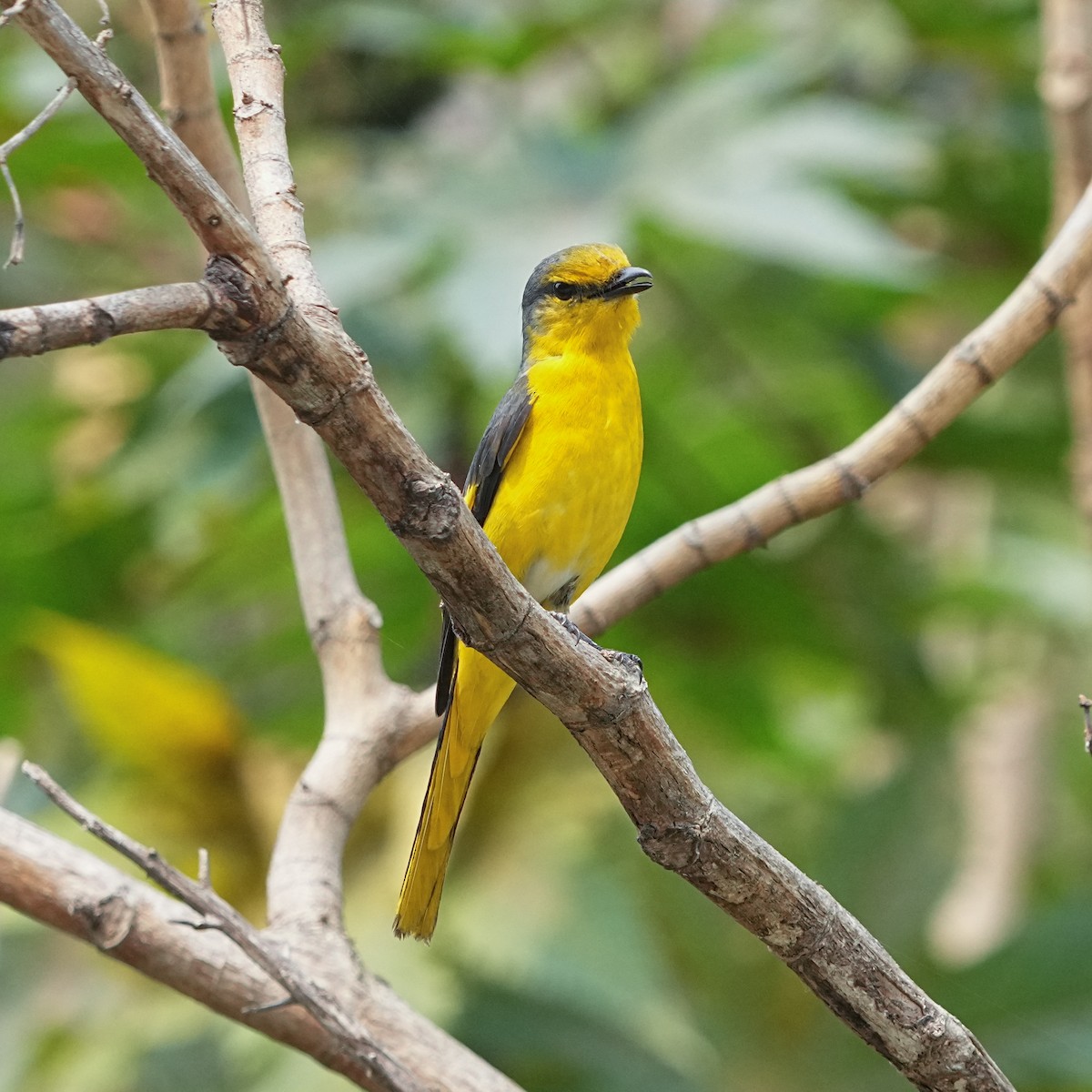 Scarlet Minivet - ML568883771