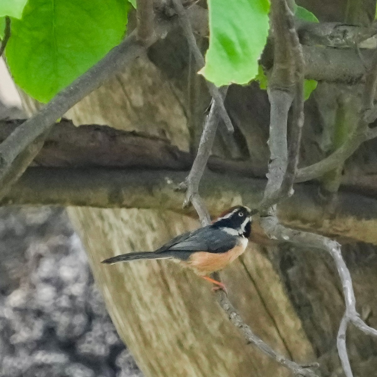 Black-throated Tit (Red-headed) - ML568883881