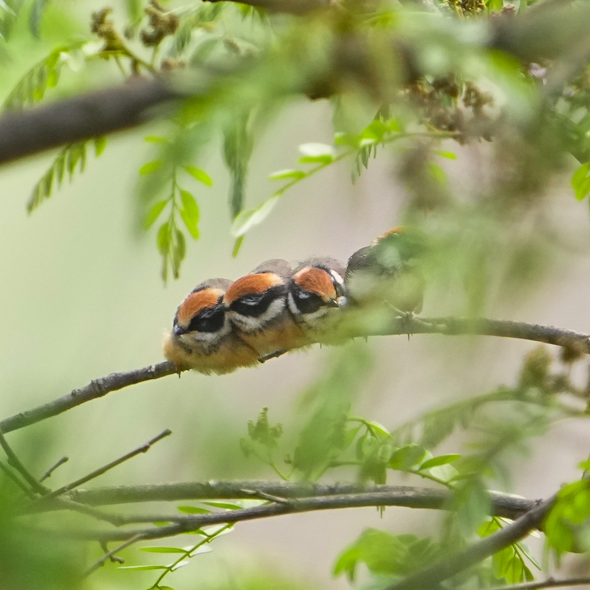 Black-throated Tit (Red-headed) - ML568883891