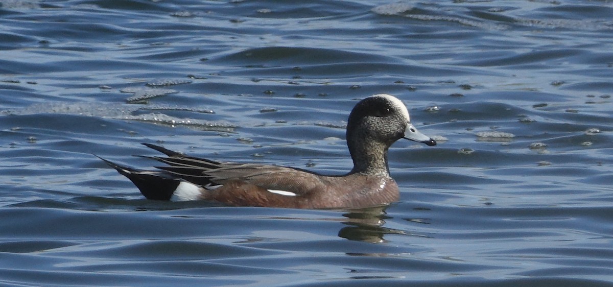 American Wigeon - ML568884481