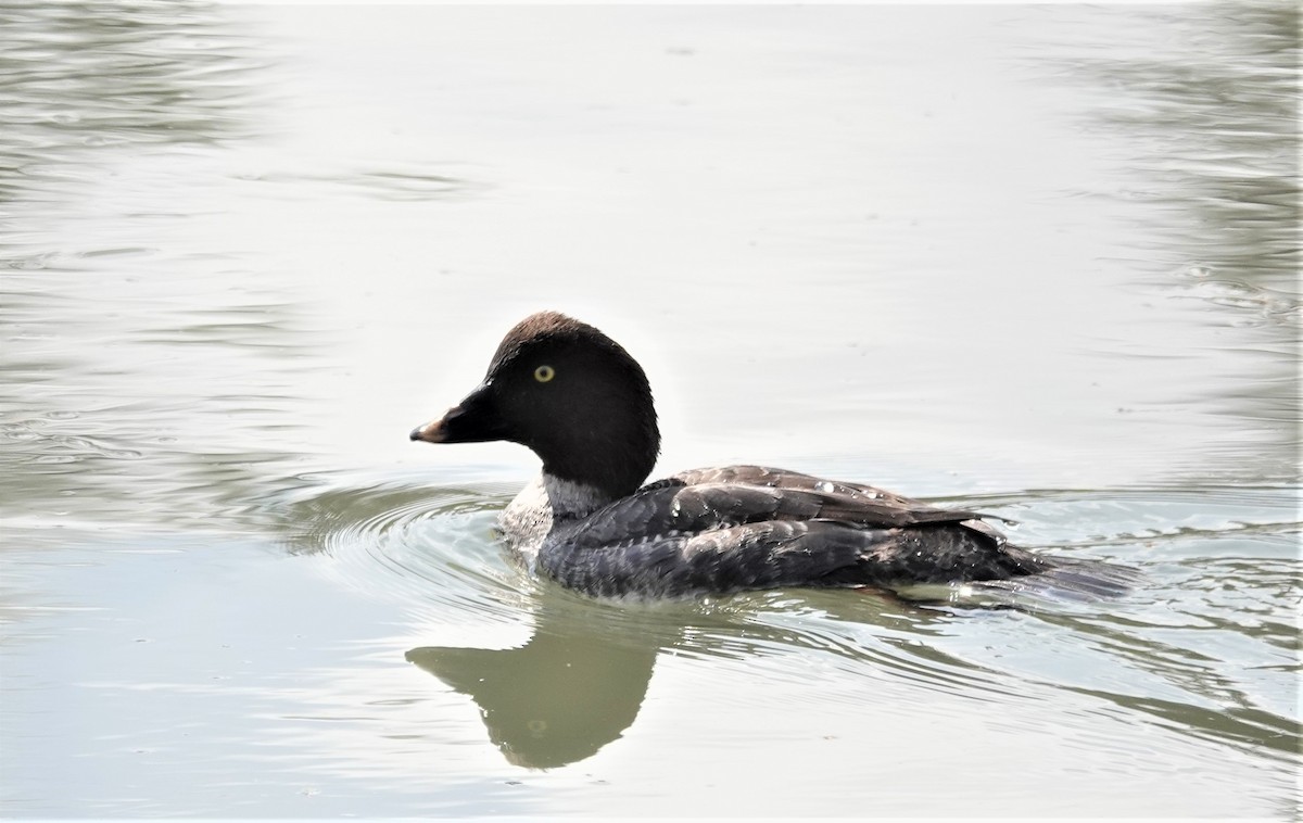 Common Goldeneye - ML568885811