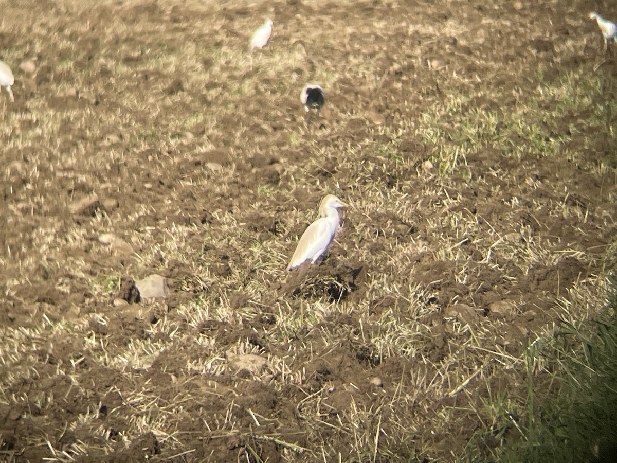 Western Cattle Egret - ML568886201